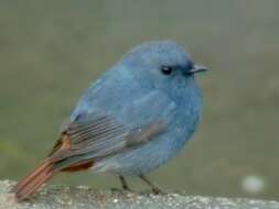 Image of Plumbeous Water Redstart