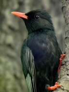 Image de Bulbul noir