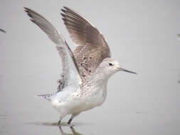 Image of Marsh Sandpiper