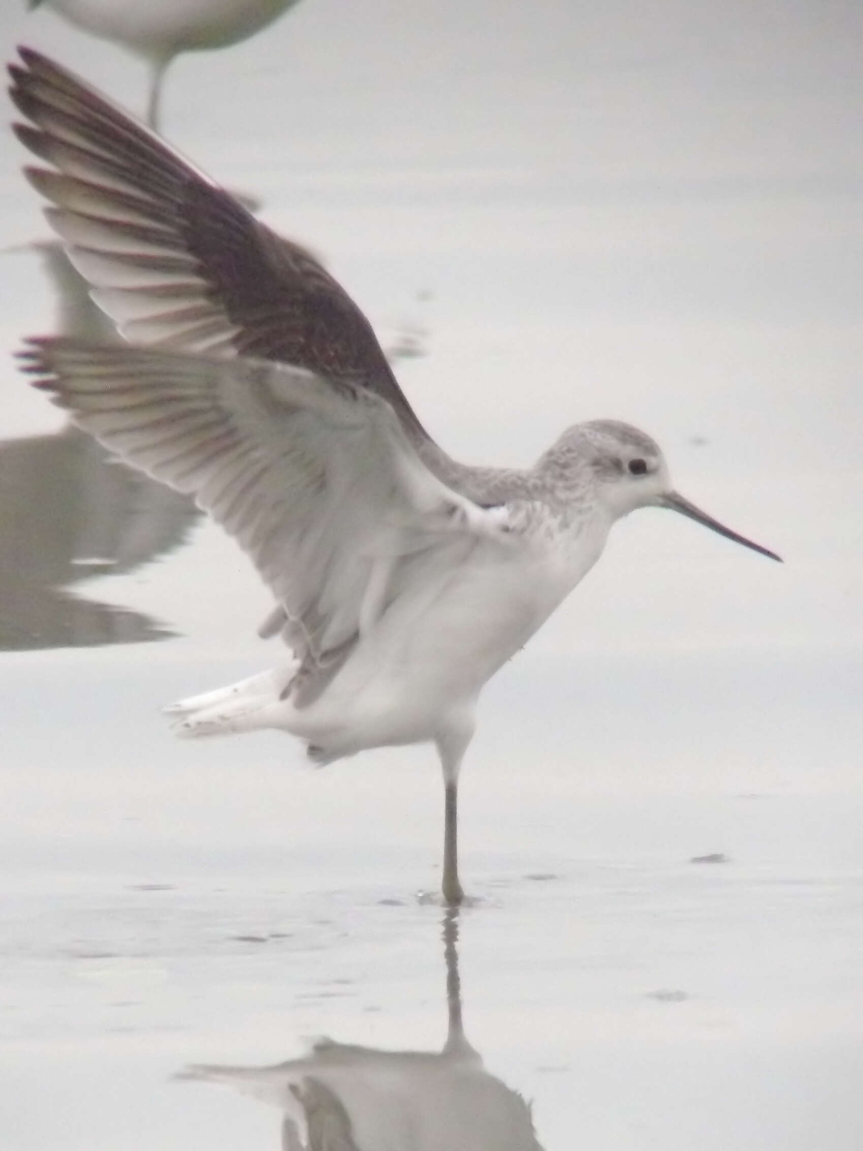 Image of Marsh Sandpiper