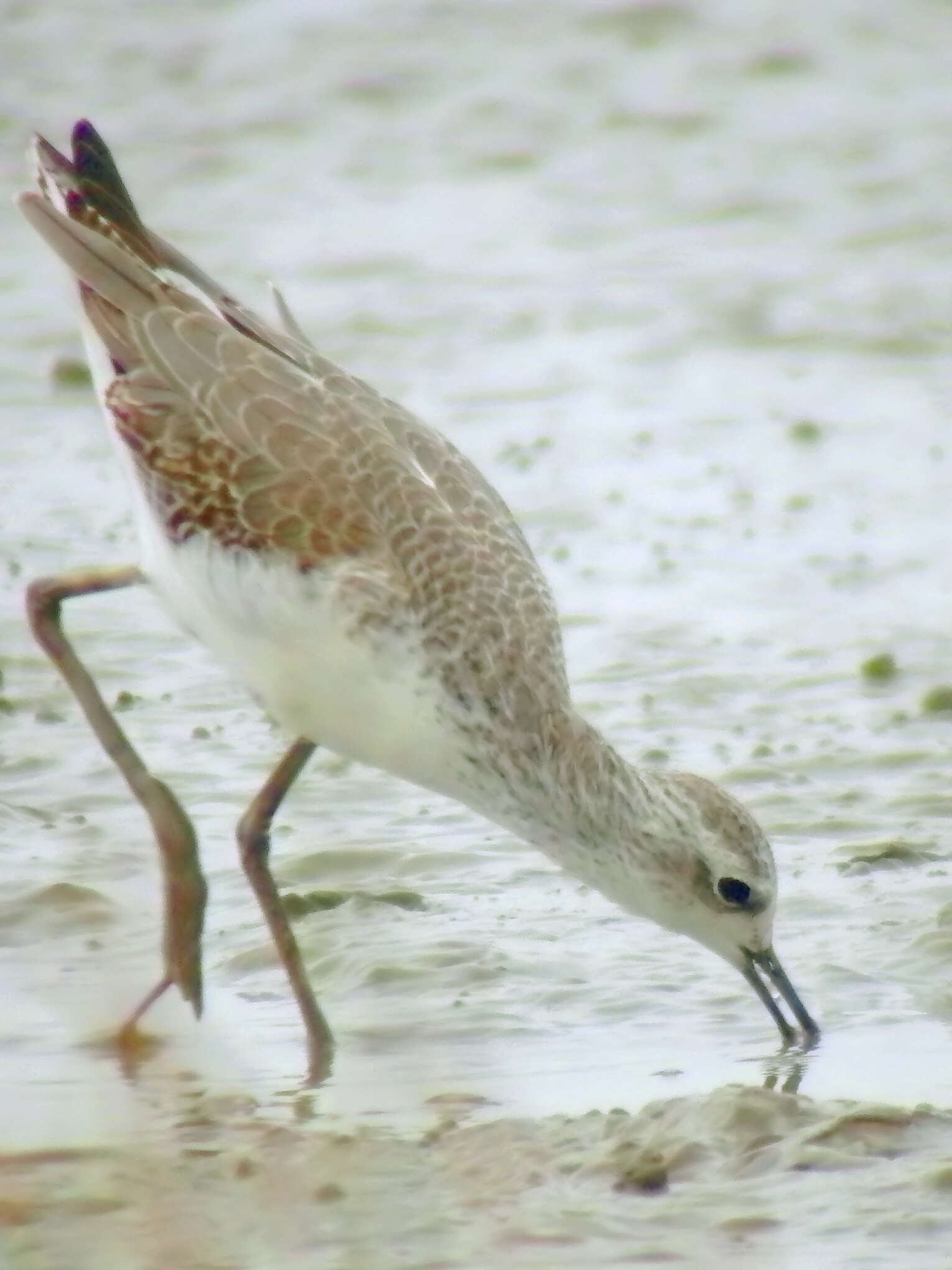 Image of Marsh Sandpiper