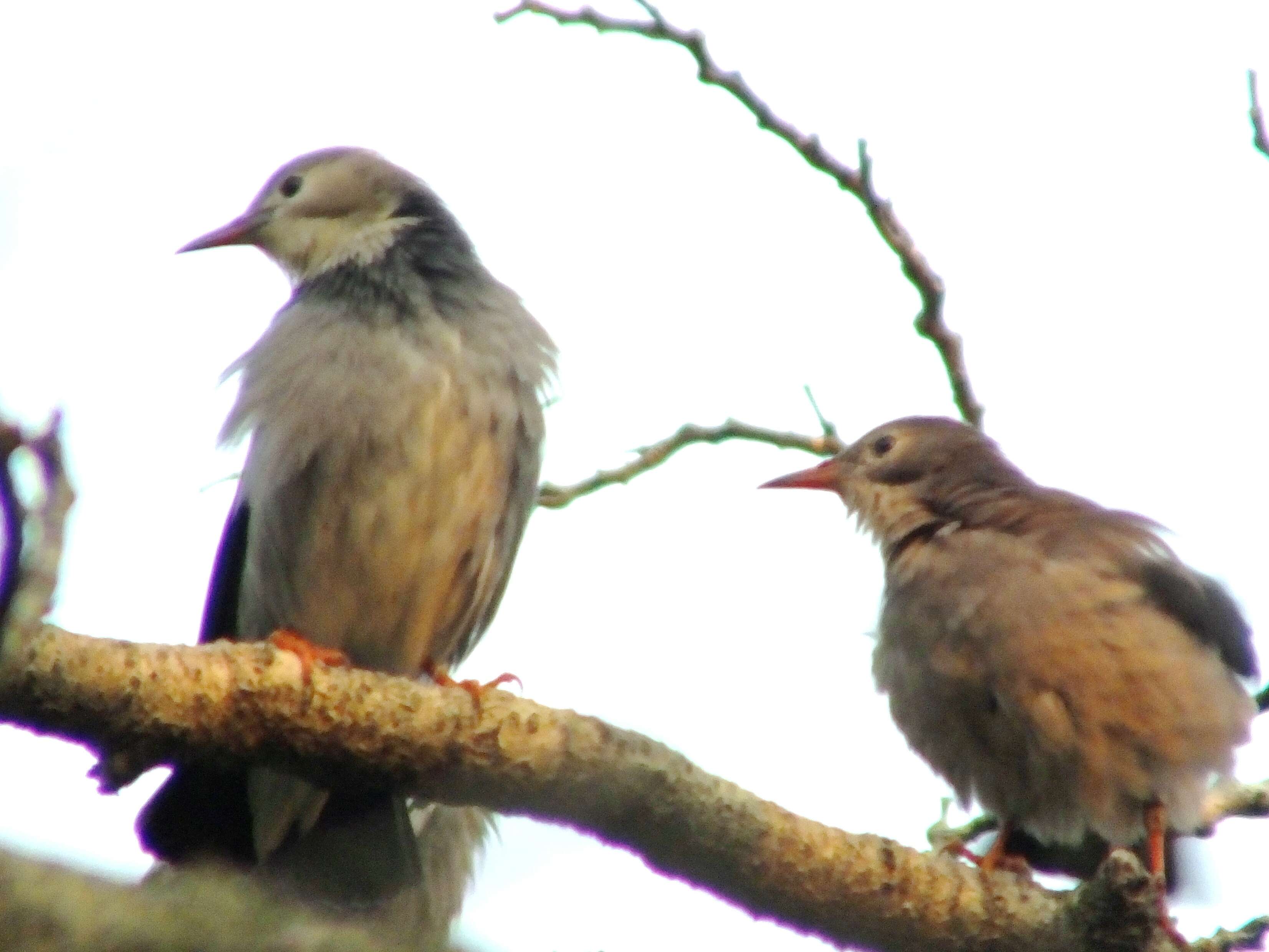 Image of Red-billed Starling