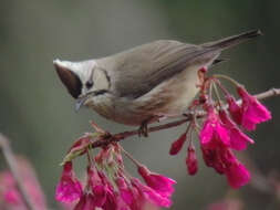 Image of Formosan Yuhina