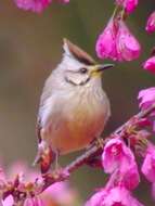 Image of Formosan Yuhina