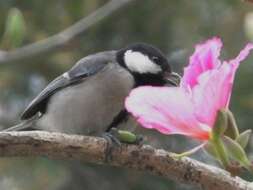 Image of Japanese Tit