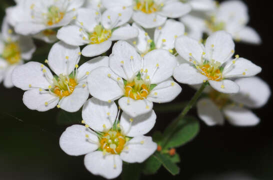 Image of Germander meadowsweet