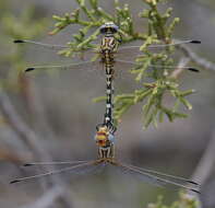 Imagem de Erpetogomphus compositus Hagen ex Selys 1858