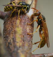 Image of Northern Paper Wasp