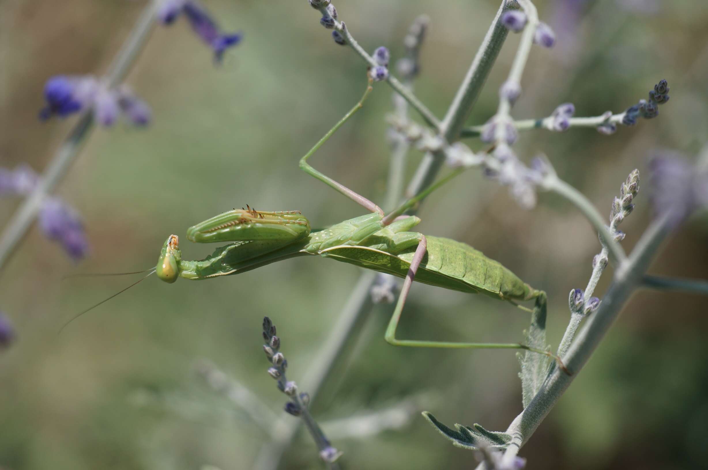 Image of Stagmomantis