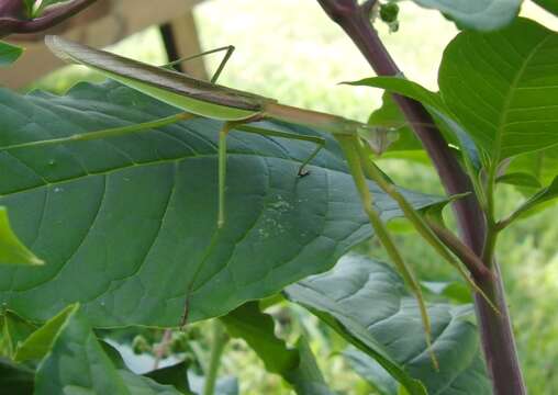 Image of Chinese mantis