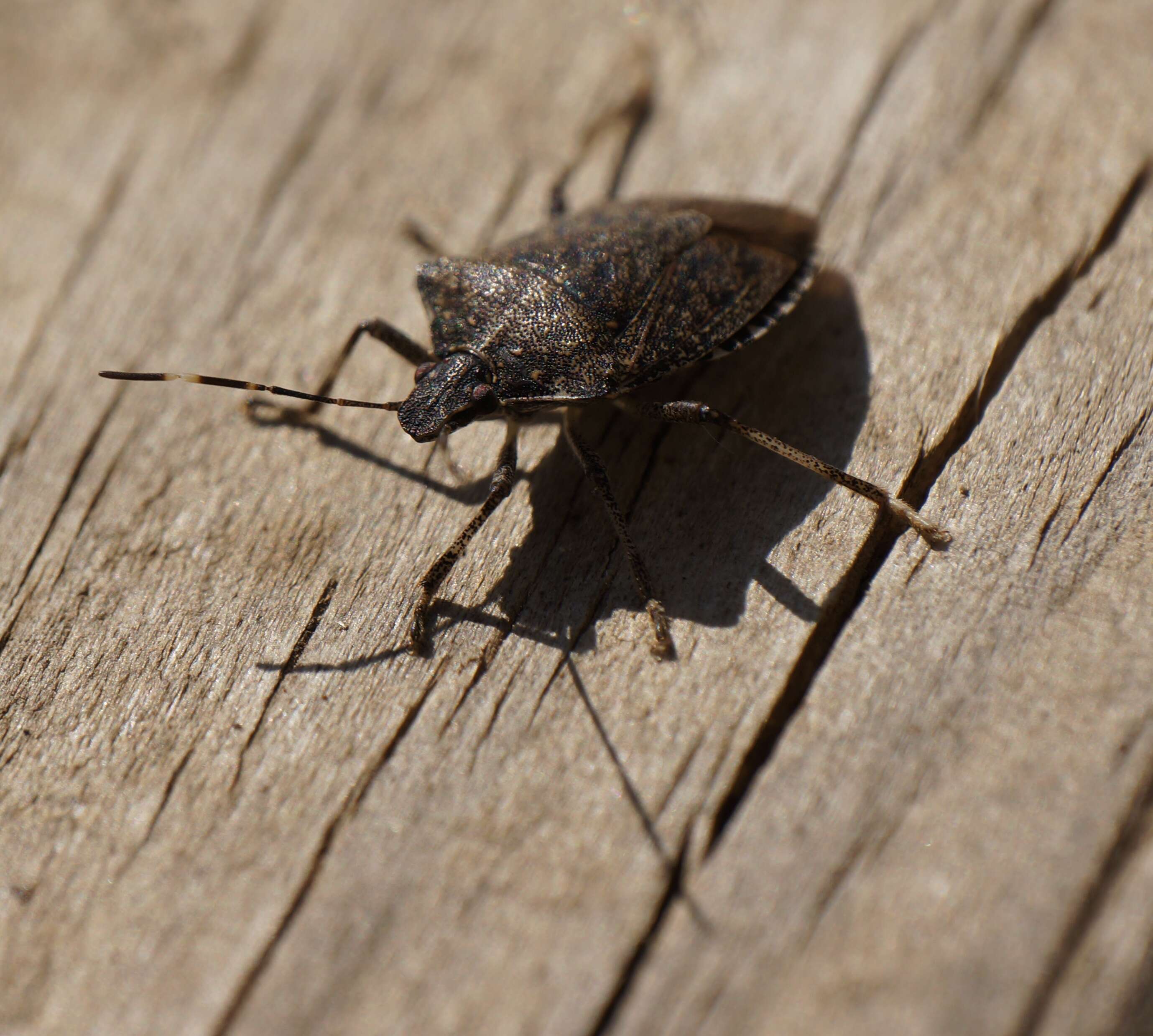 Image of Brown marmorated stink bug