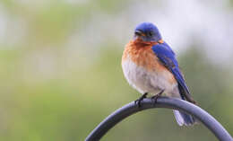 Image of Eastern Bluebird