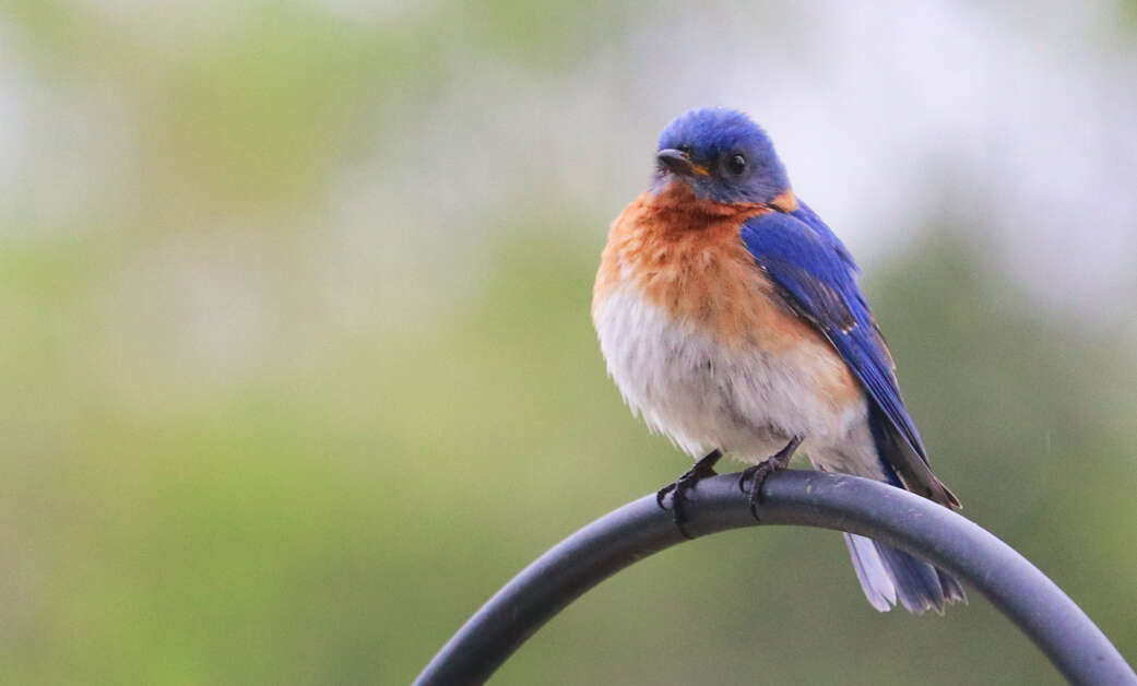 Image of Eastern Bluebird