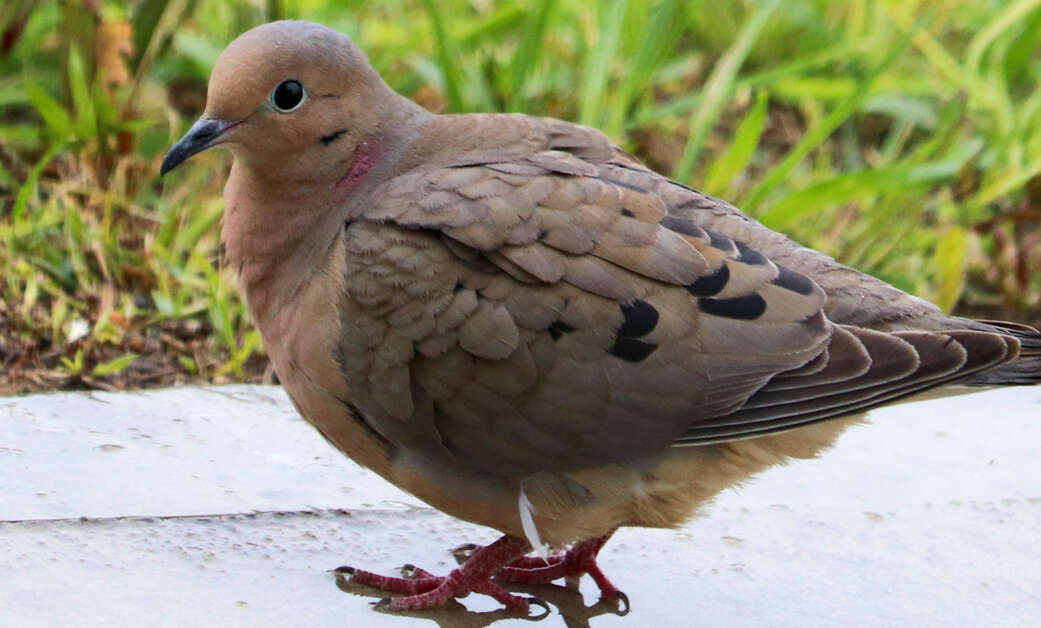 Image of American Mourning Dove