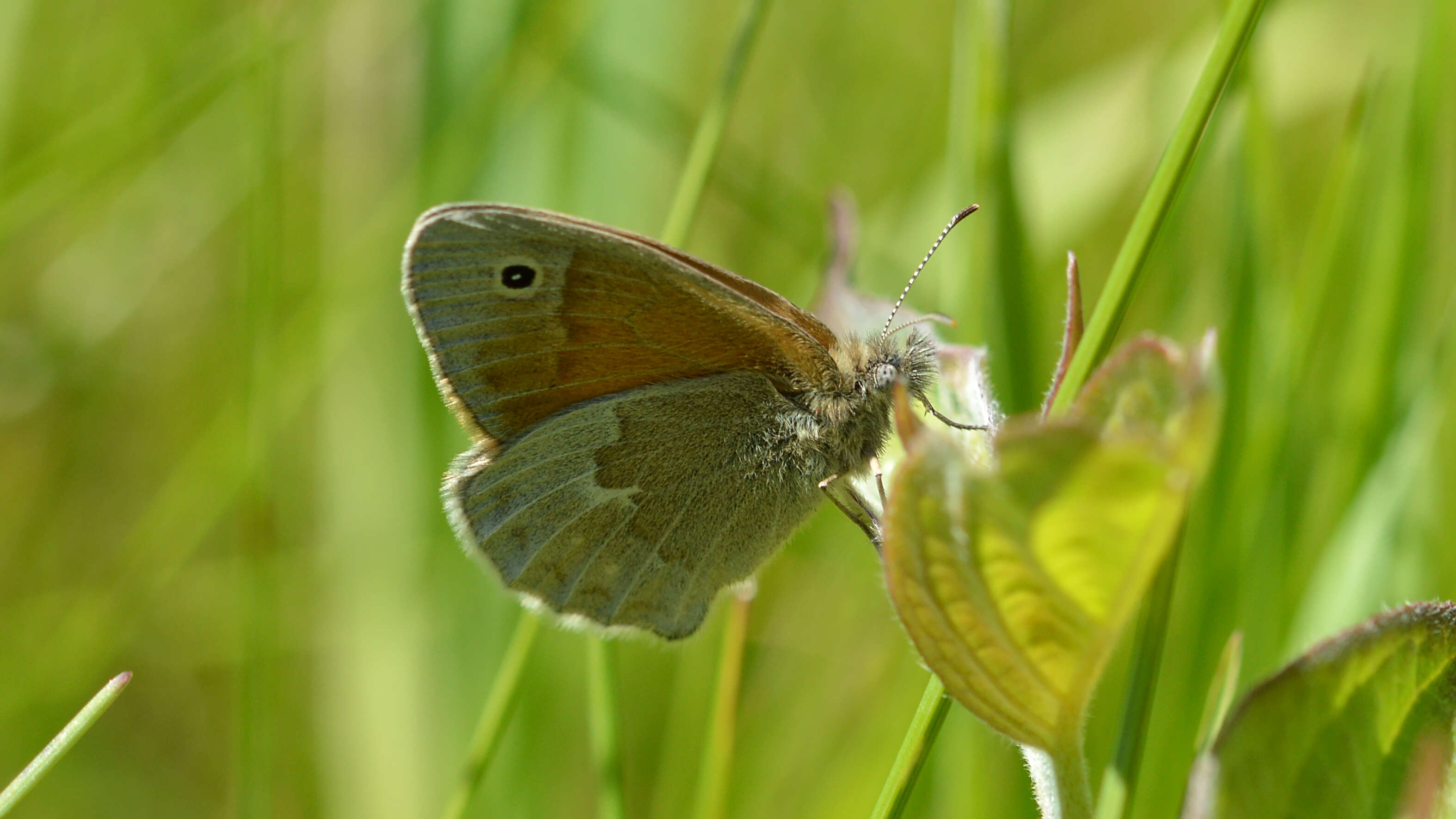 Image of Common Ringlet