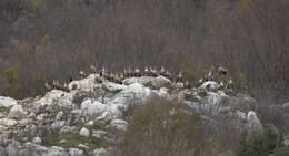 Image of Eurasian Griffon Vulture