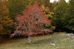 Image of rowan,  moutain ash