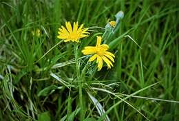 Image of mountain arnica