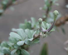 Image of Eastern sesame-bush