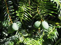 Image of Chinese Nutmeg Tree