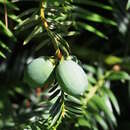 Image of Chinese Nutmeg Tree