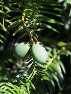 Image of Chinese Nutmeg Tree