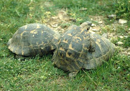 Imagem de testudo graeca