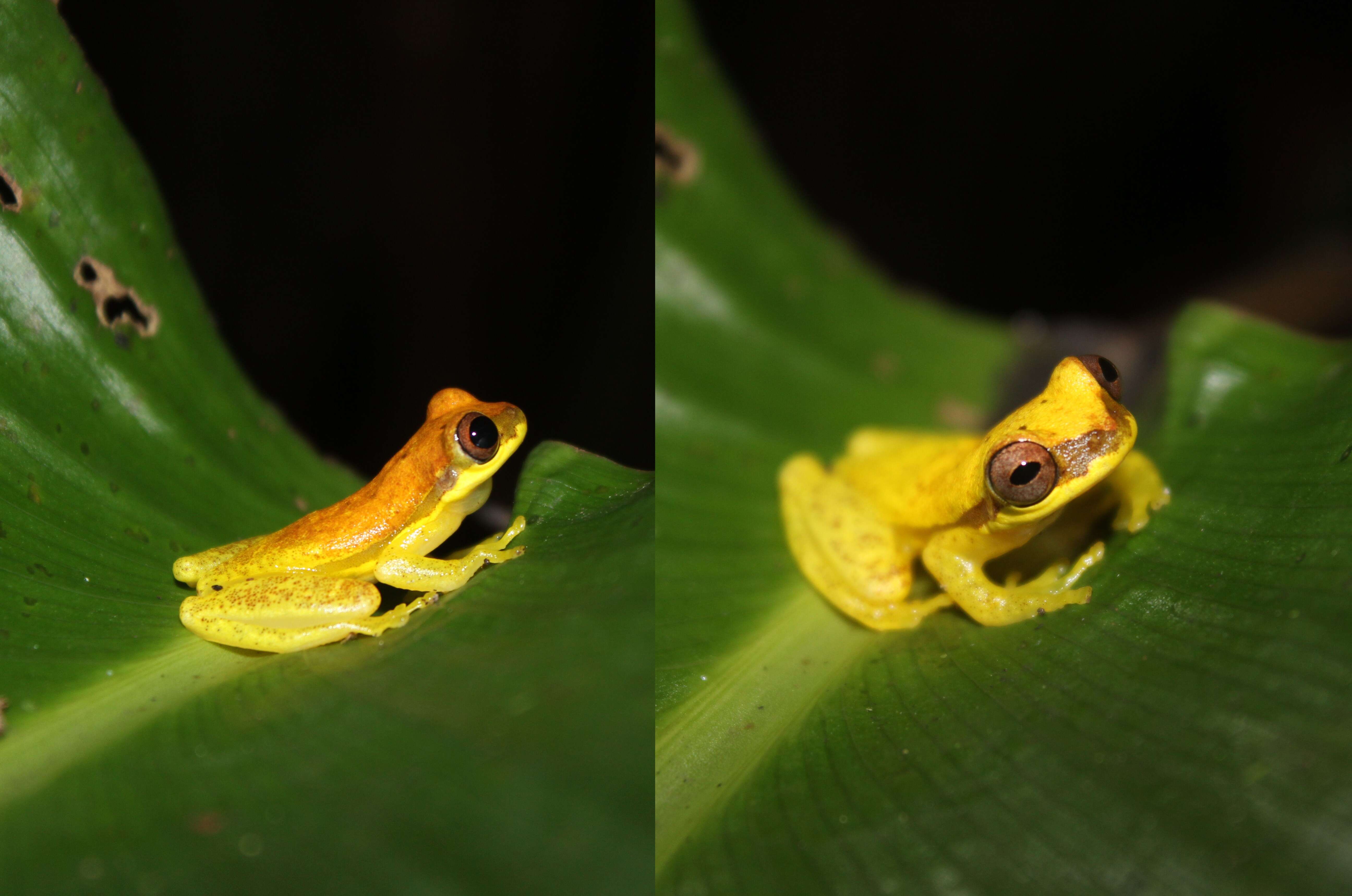 Image de Dendropsophus rhodopeplus (Günther 1858)