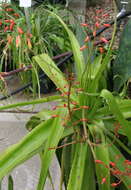 Image of Aloe lomatophylloides Balf. fil.