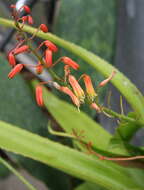 Image of Aloe lomatophylloides Balf. fil.