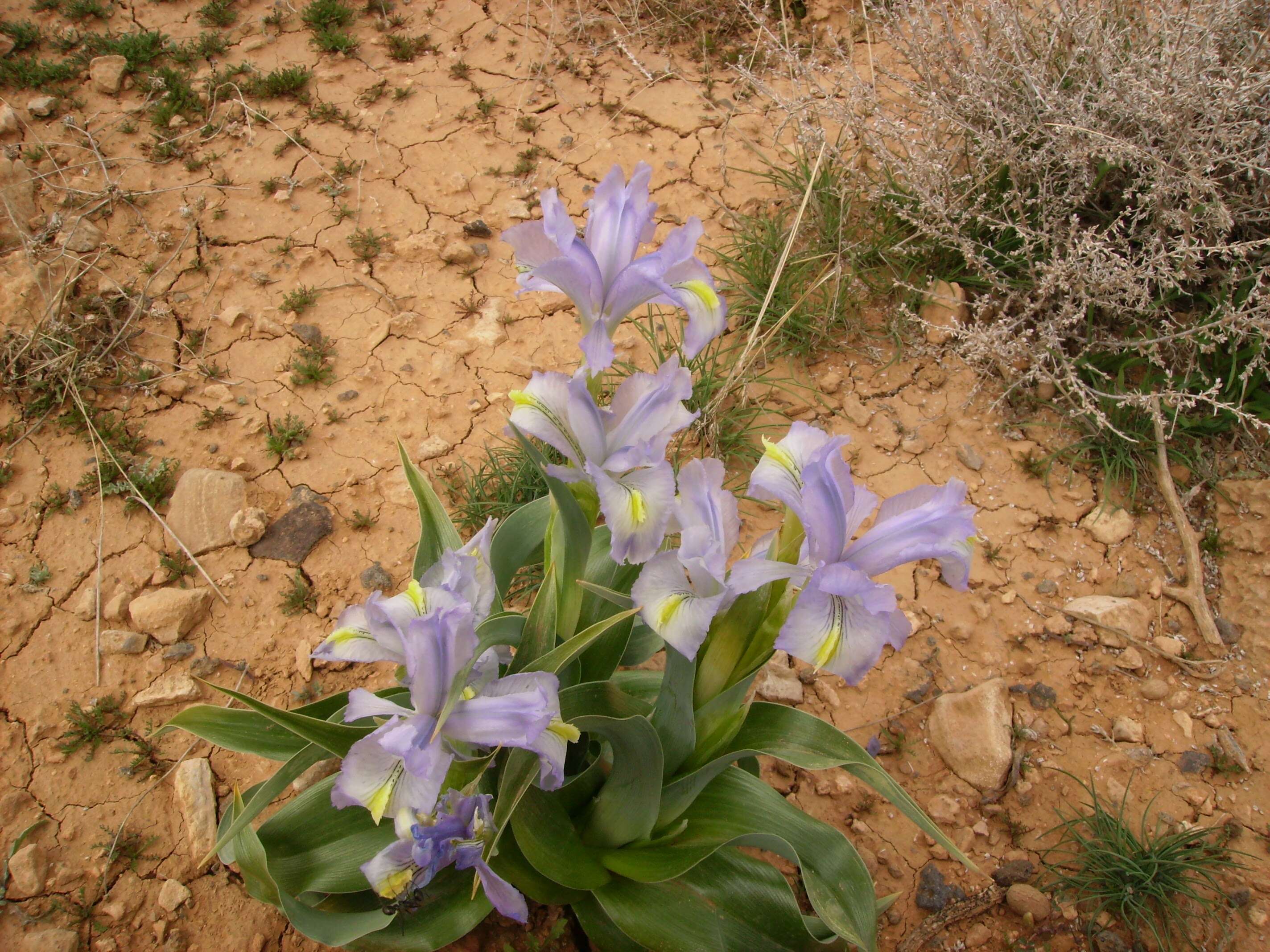 Iris aucheri (Baker) Sealy的圖片