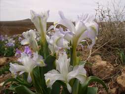 Image of Iris aucheri (Baker) Sealy