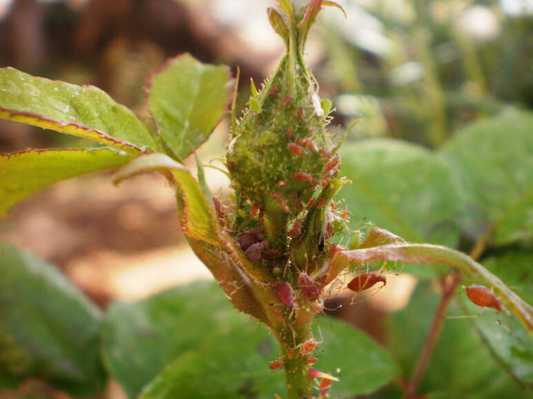 Image of Rose Aphid