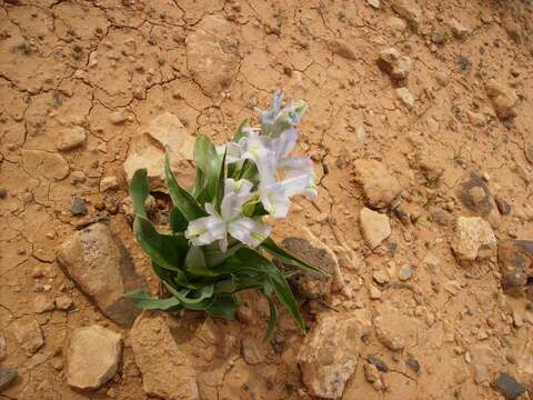 Iris aucheri (Baker) Sealy的圖片