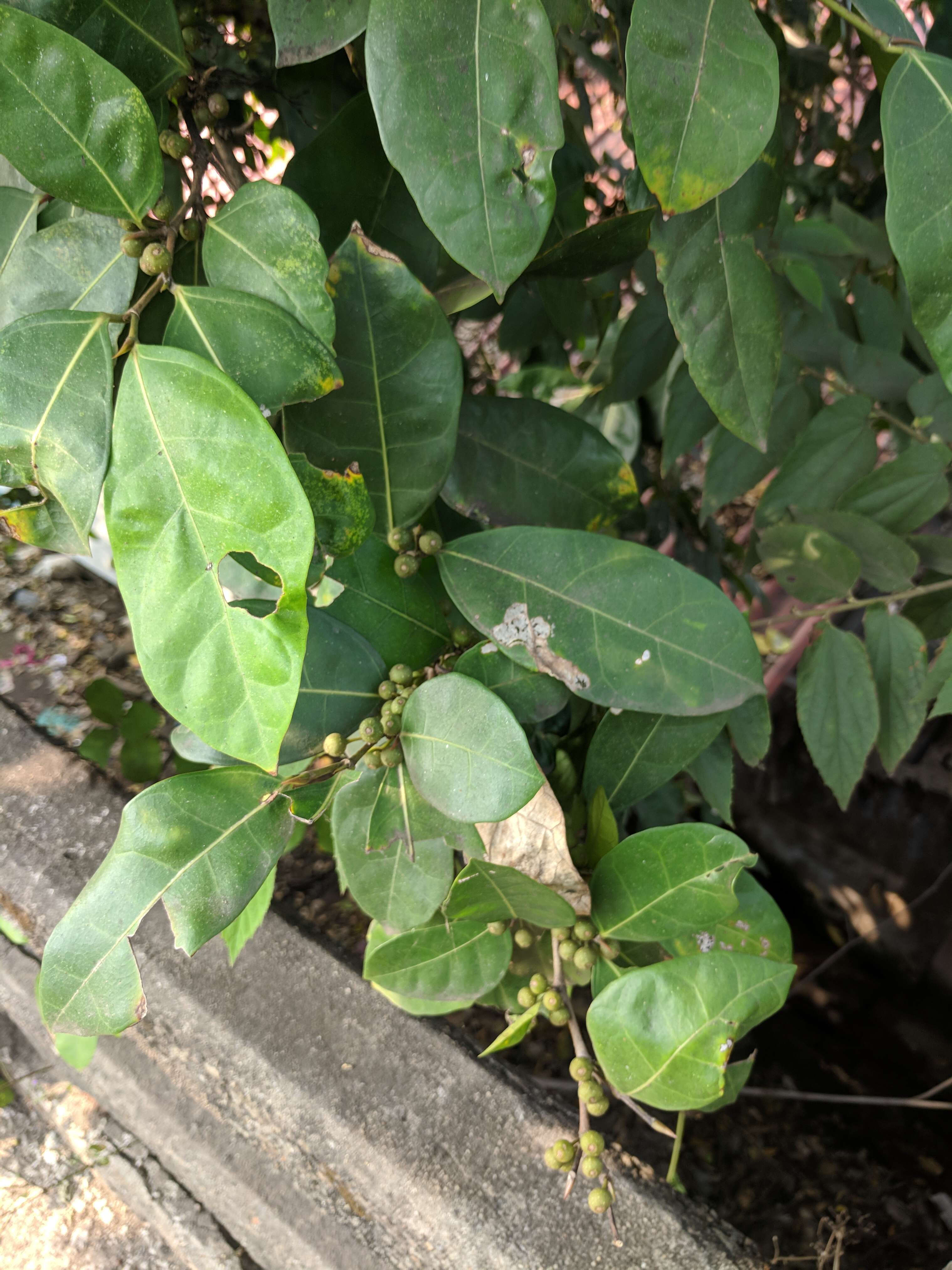 Ficus tinctoria Forst. fil. resmi