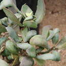 Kalanchoe bentii C. H. Wright ex Hook fil. resmi