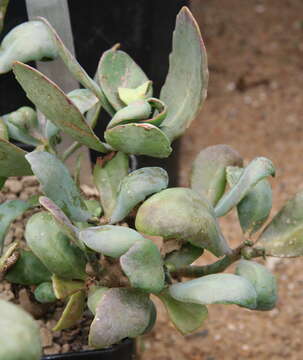 Image of Kalanchoe bentii C. H. Wright ex Hook fil.