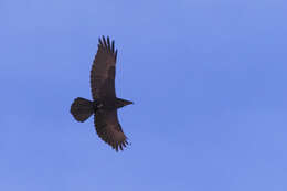 Image of Northern Raven