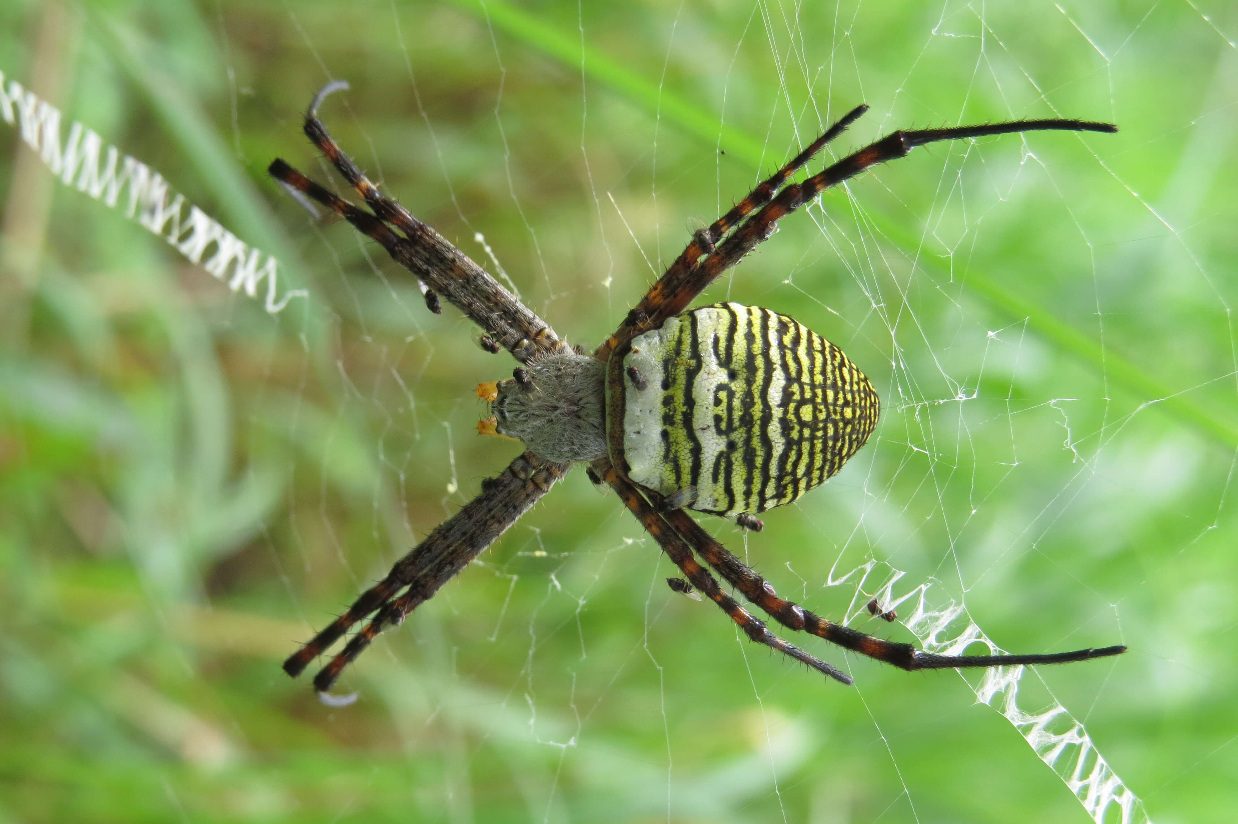 Image of Oval St Andrew's Cross Spider