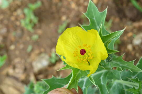 Image of Mexican pricklypoppy