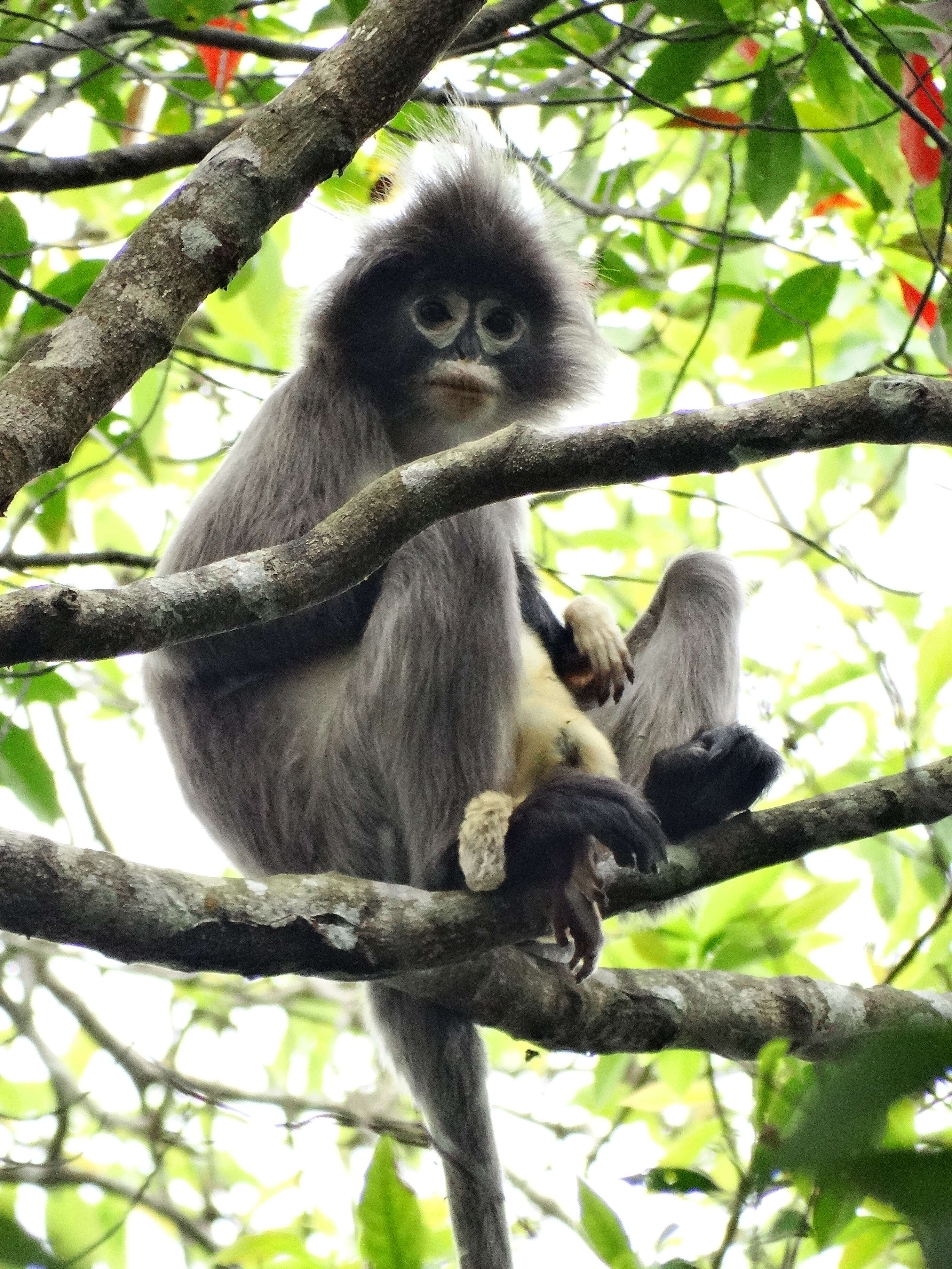 Image of Phayre's Langur