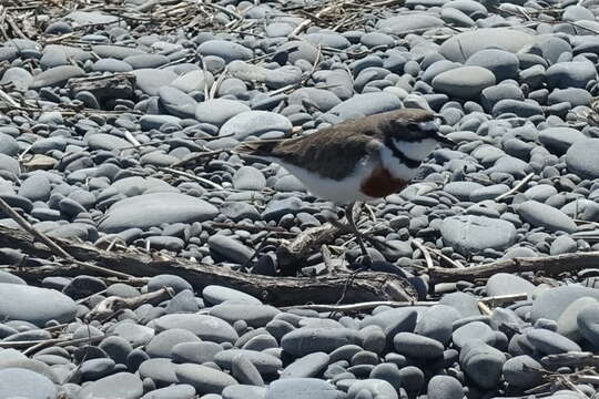 Charadrius bicinctus Jardine & Selby 1827 resmi