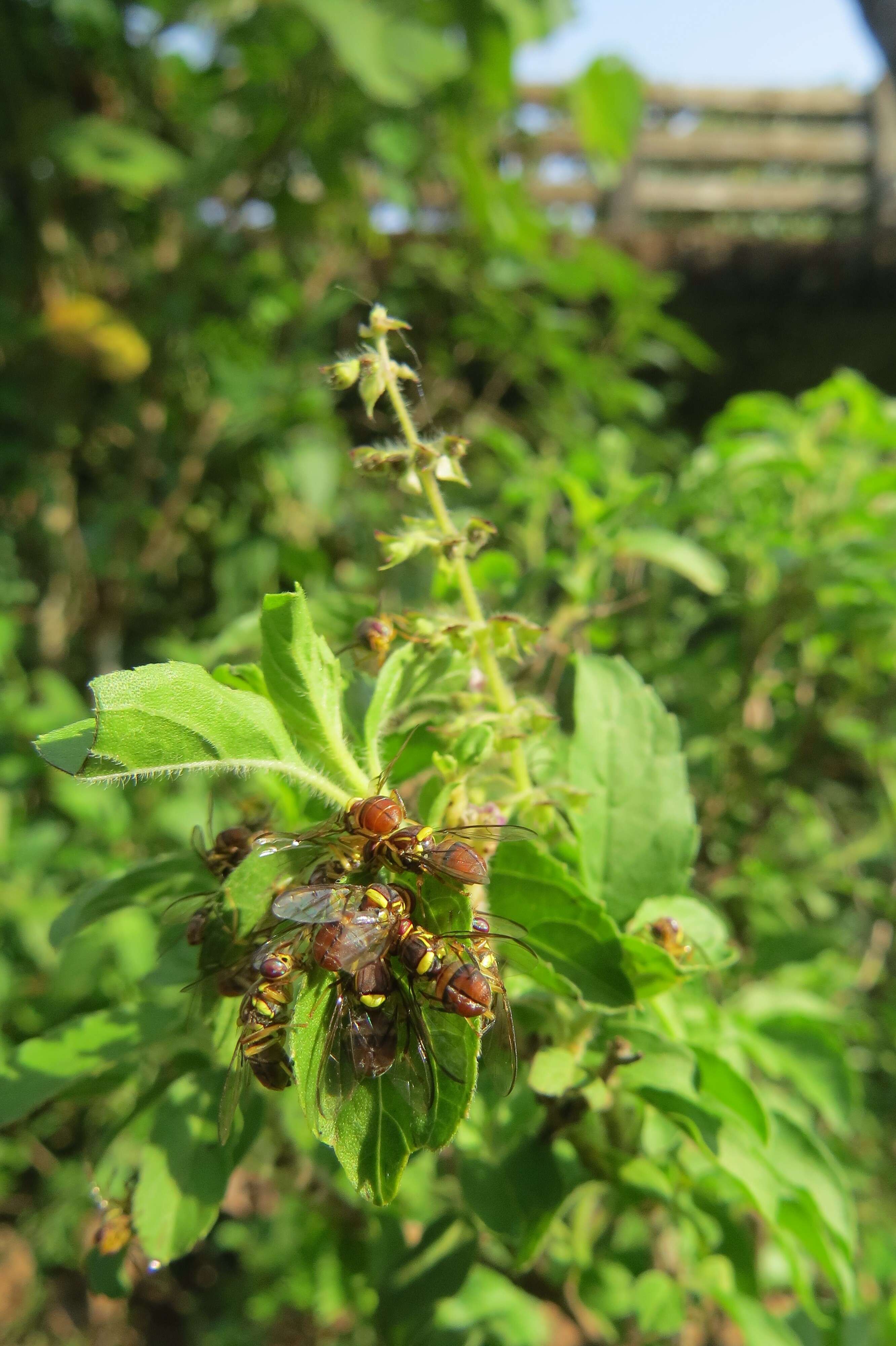 Bactrocera dorsalis (Hendel 1912) resmi