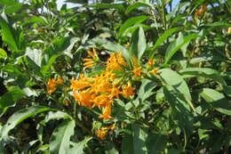 Image of orange jessamine