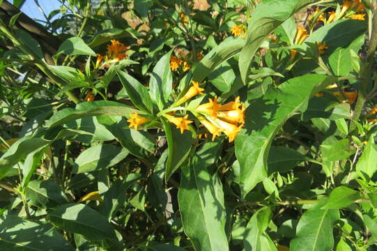 Image of orange jessamine