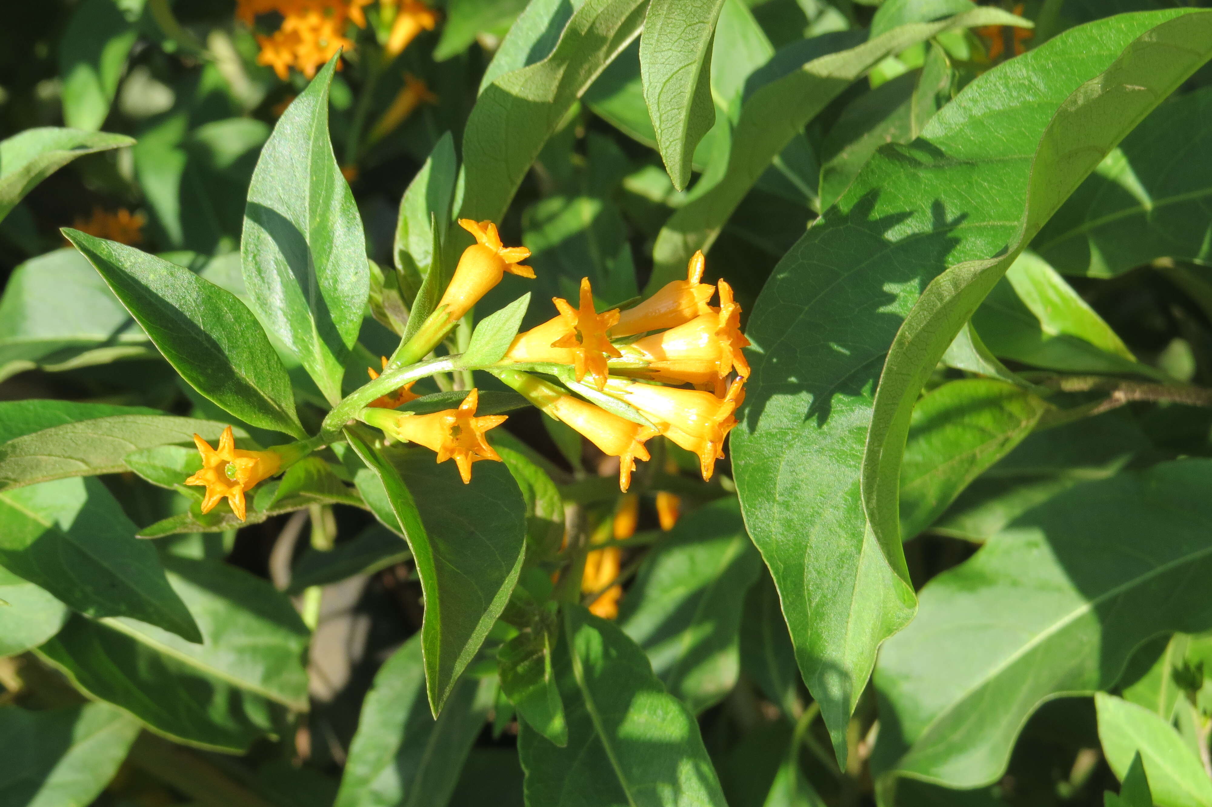 Image of orange jessamine