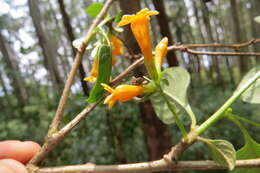 Image of orange jessamine