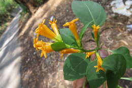 Image of orange jessamine