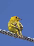 Image of Saffron Finch