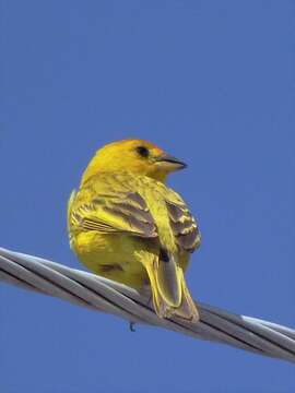 Image of Saffron Finch